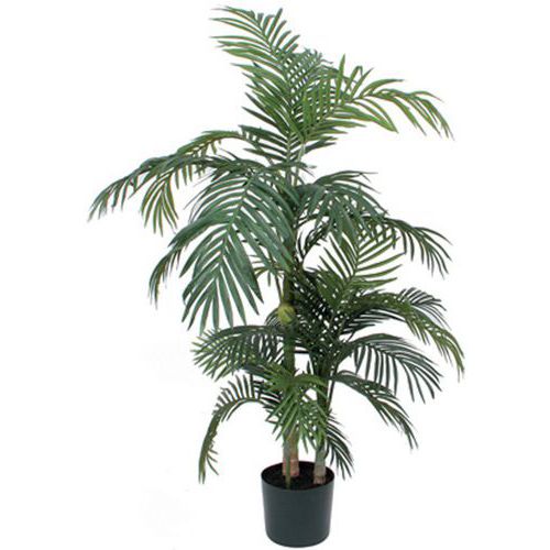 Palmier Areca Golden Cane 150 - 190 cm - Vepabins