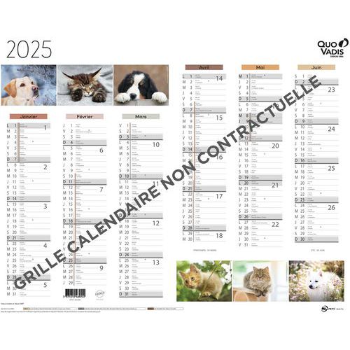 Calendrier 2025 Animaux Fantaisie - Quo Vadis