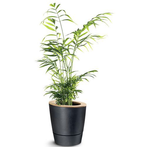 Plante palmier nain avec cache-pot Ezeepot - CEP